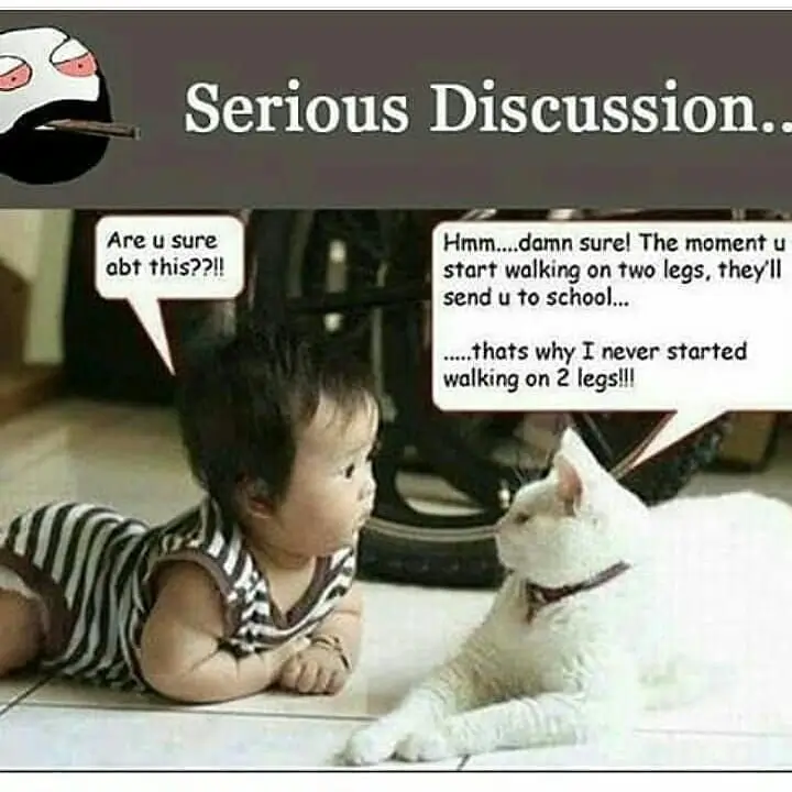 Humorous meme titled "Serious Discussion" showing a white cat lying on the floor talking to a crawling baby. Cat: "The moment u start walking on two legs, they'll send u to school... thats why I never started walking on 2 legs!!!"
