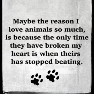 A quote about loving animals because they only break your heart when they pass away