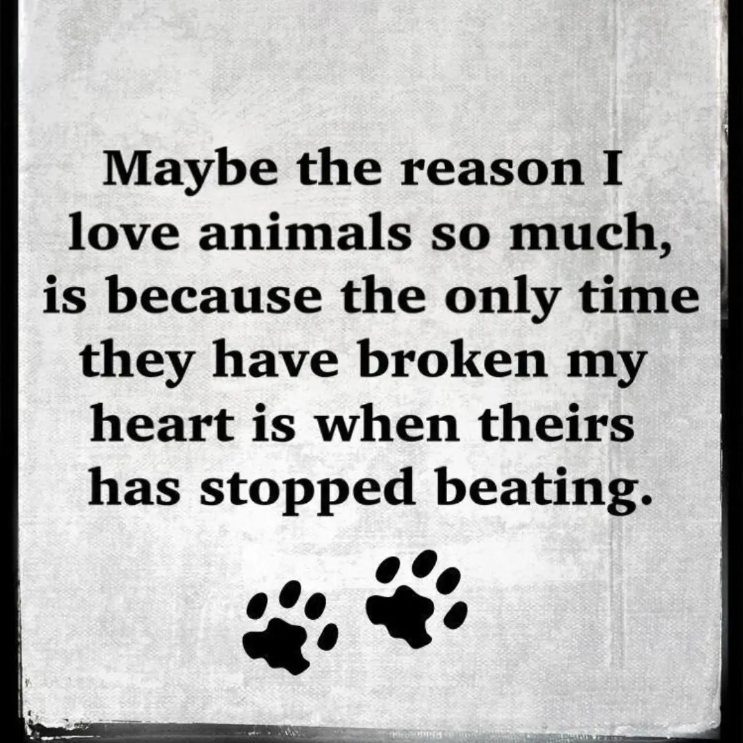 A quote about loving animals because they only break your heart when they pass away