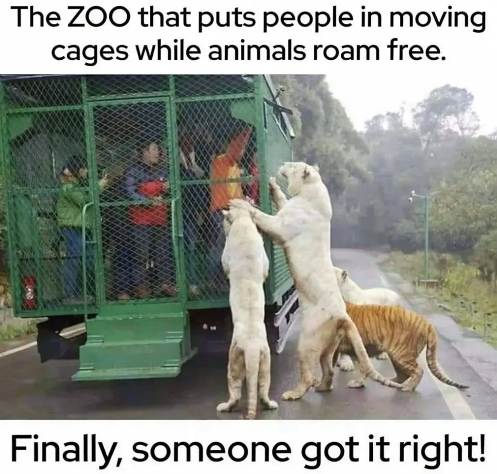 A thought-provoking meme showing humans inside a green cage on a truck while white lions and tigers roam freely around them. Text: "The ZOO that puts people in moving cages while animals roam free. Finally, someone got it right!"